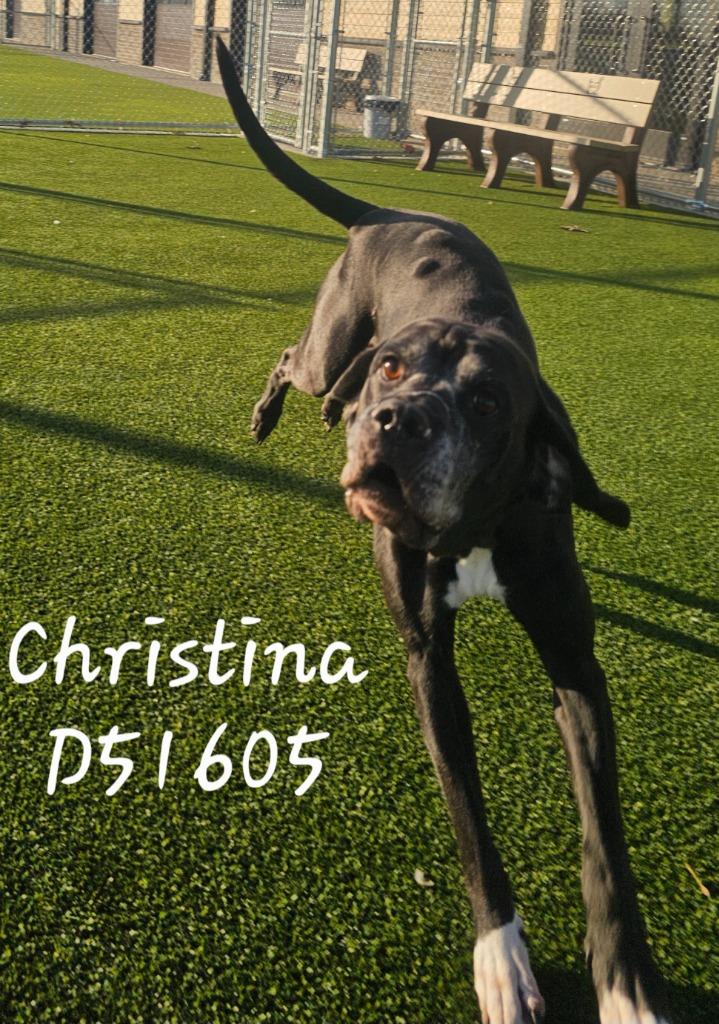 Christina, a Adoptable Mixed Breed in Clarksville, TN image 1/3