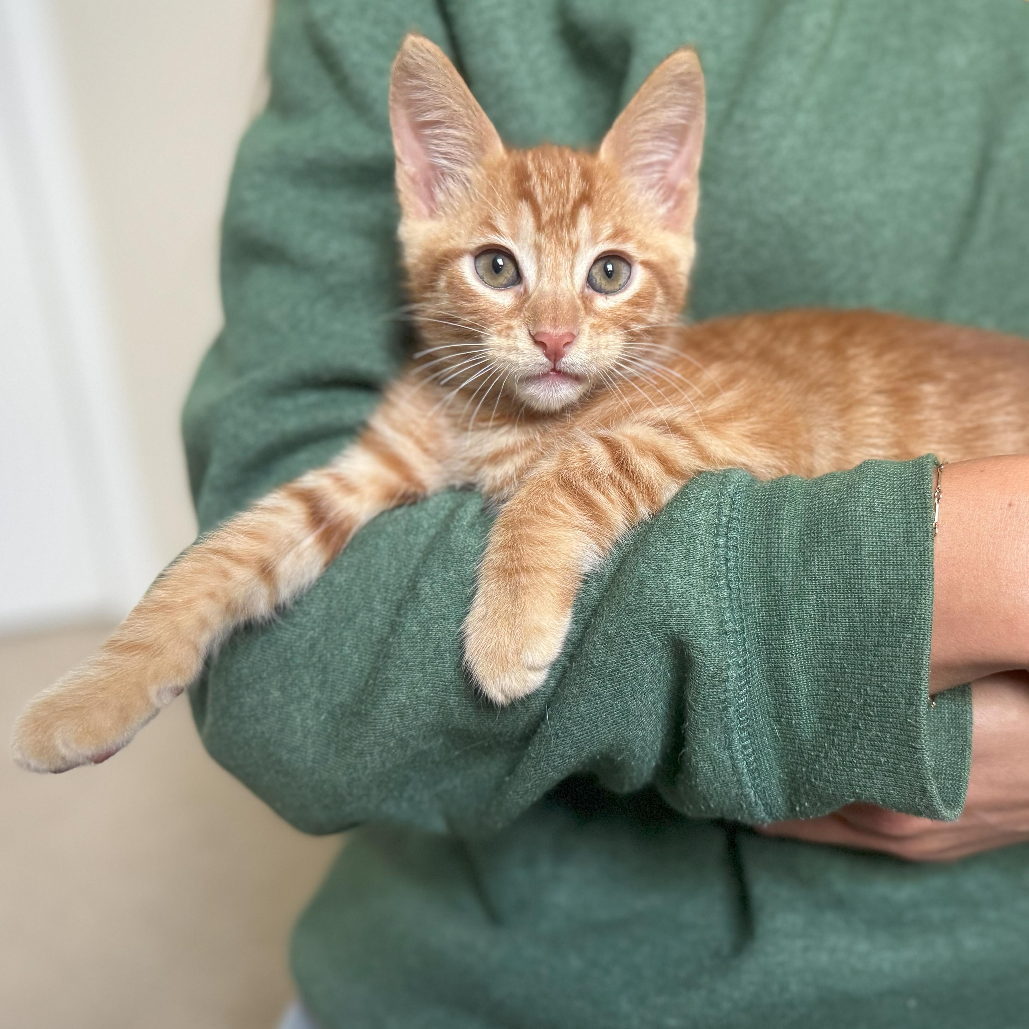 Otto, adopted, Kitten Male Domestic Short Hair.