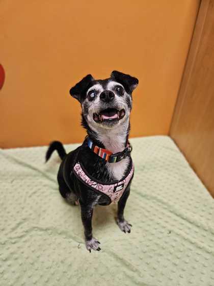 Enlarge Jackson, an adopted Chihuahua in Bellingham, WA image 3/3