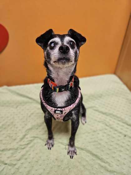 Enlarge Jackson, an adopted Chihuahua in Bellingham, WA image 2/3