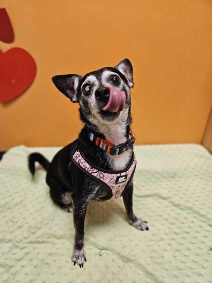 Jackson, adopted, Senior Male Chihuahua.