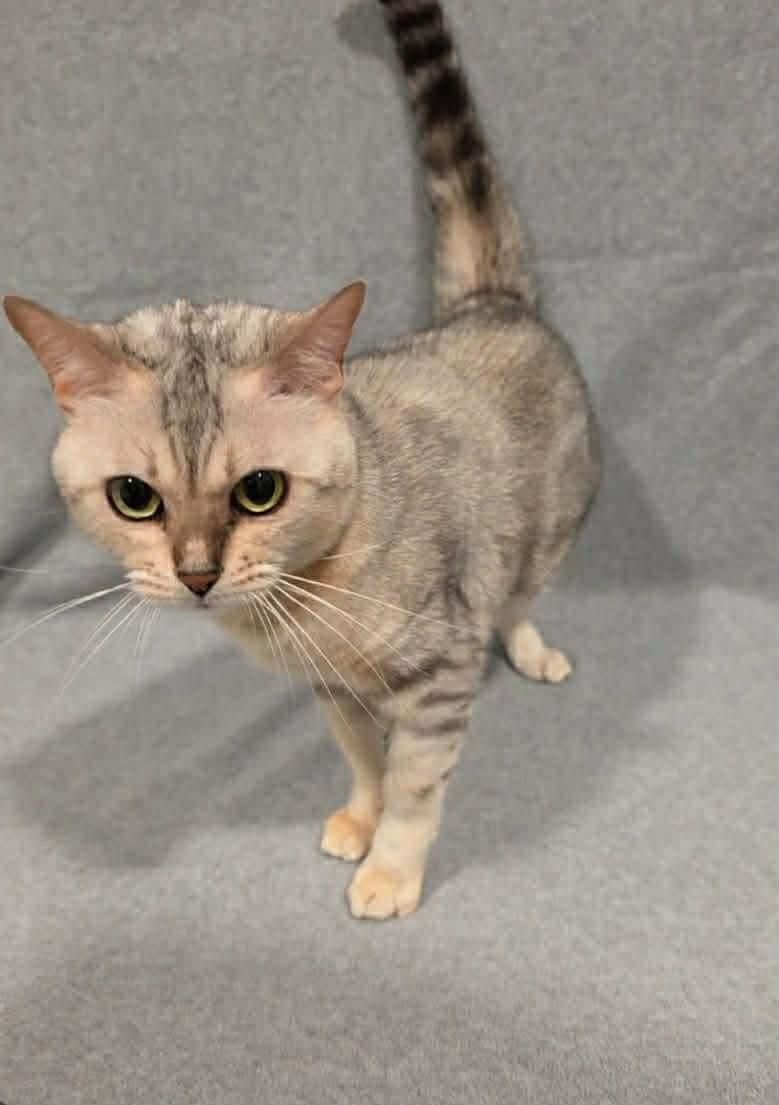 Queen Sophia, Adoptable, Adult Female Bengal.