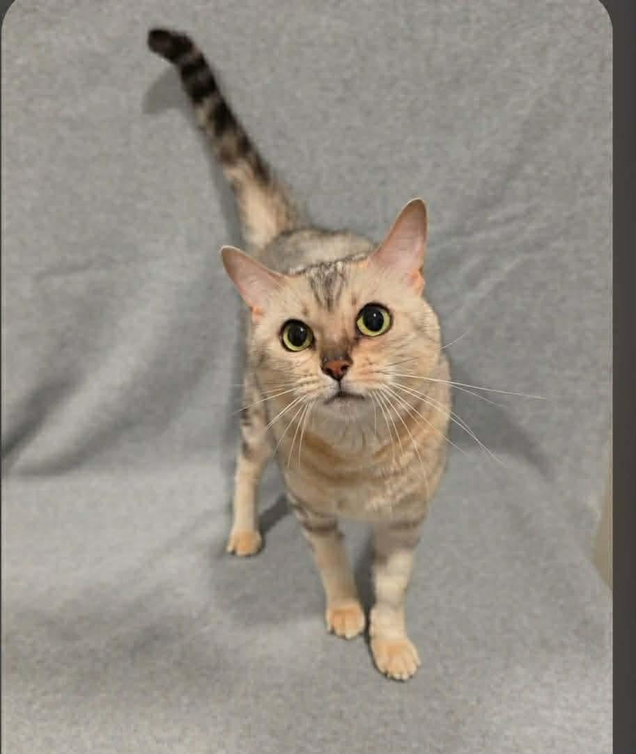 Enlarge Queen Sophia, a Adoptable Bengal in Lake Saint Louis, MO image 2/2