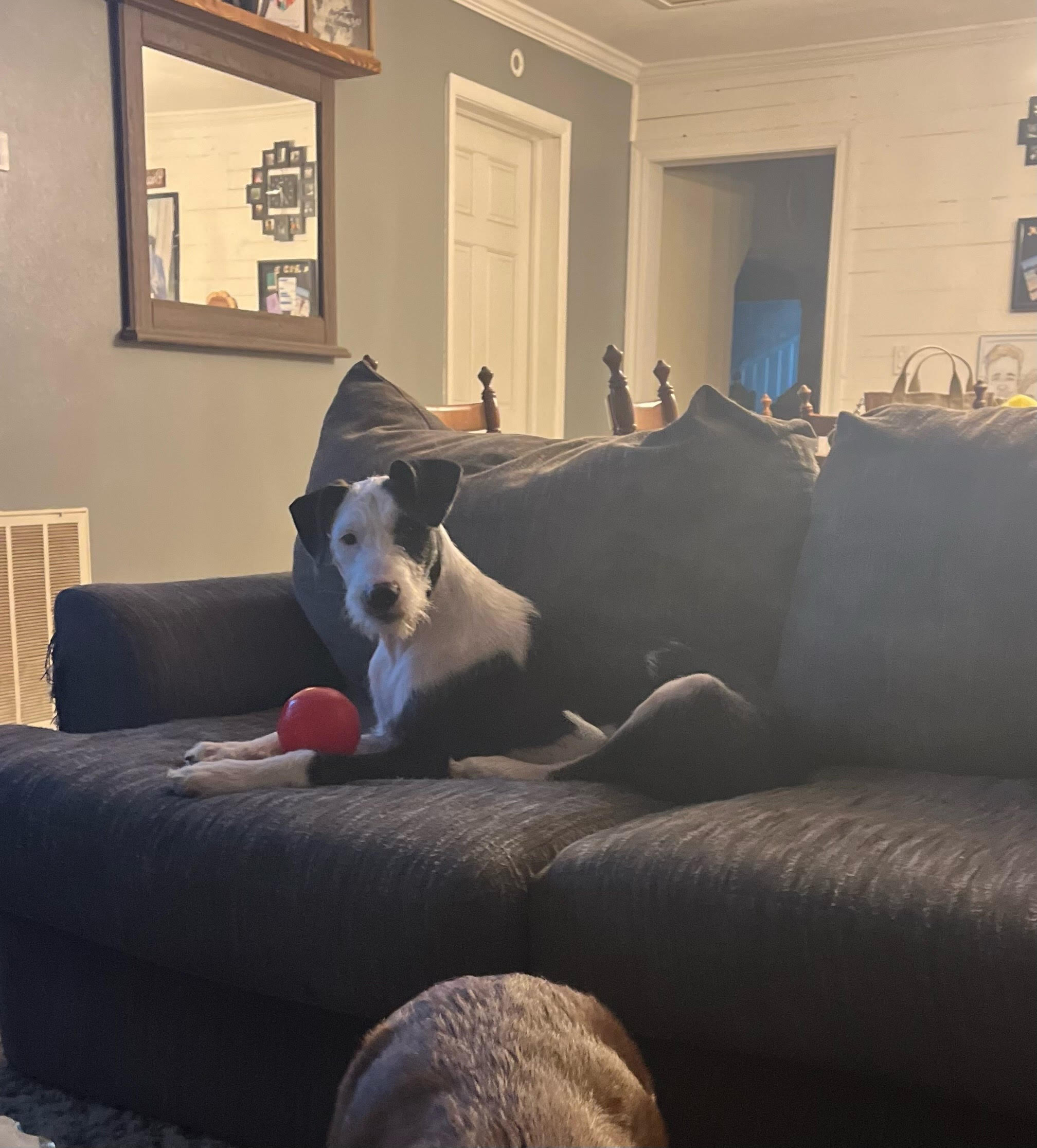 Dog for adoption Prancer, a Labradoodle Mix in Herculaneum, MO Petfinder