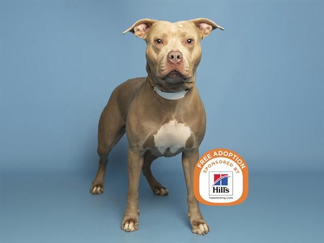 SUGA, Adoptable, Young Female Pit Bull Terrier.