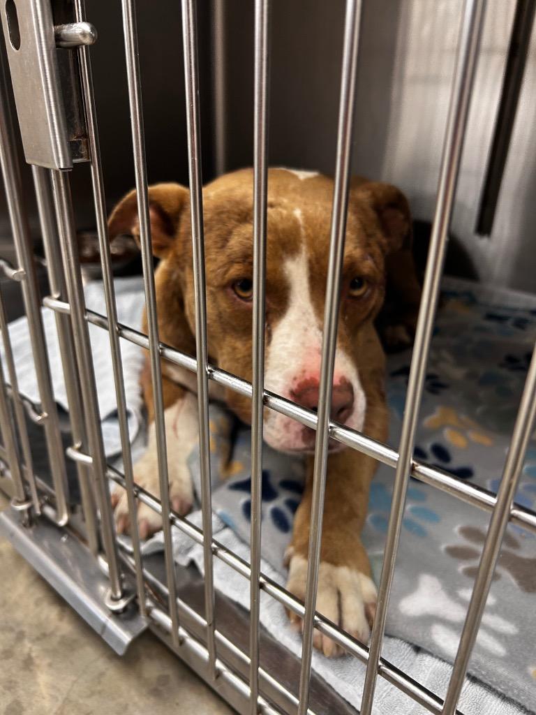 Toadie, Adoptable, Young Male Pit Bull Terrier.