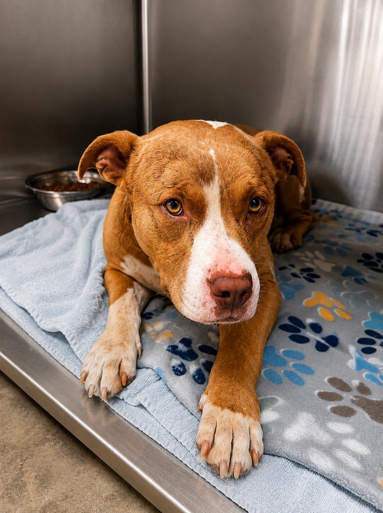 Enlarge Toadie, a Adoptable Pit Bull Terrier in Gautier, MS image 2/2