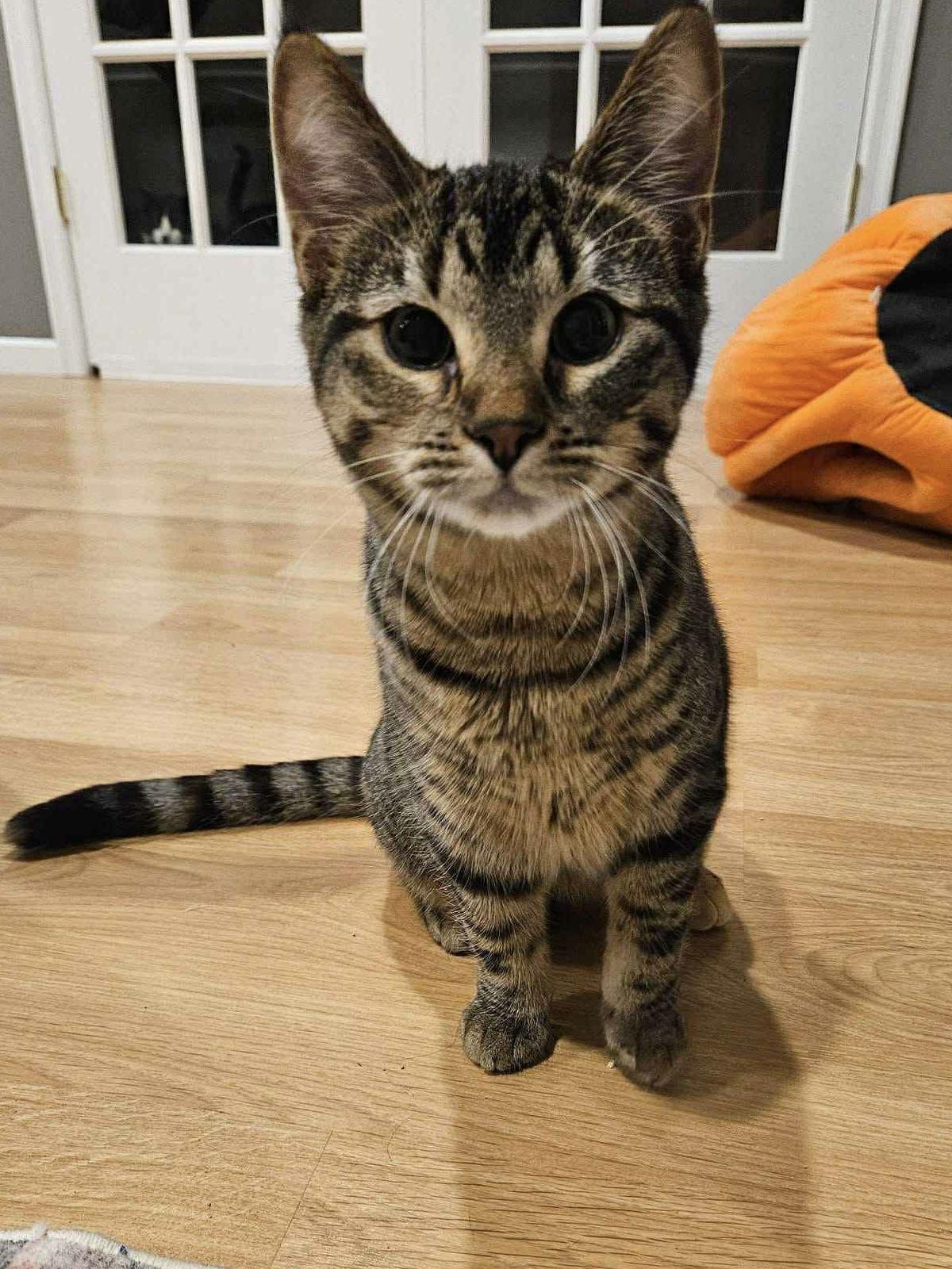 Dorothy, Adoptable, Kitten Female Domestic Short Hair.