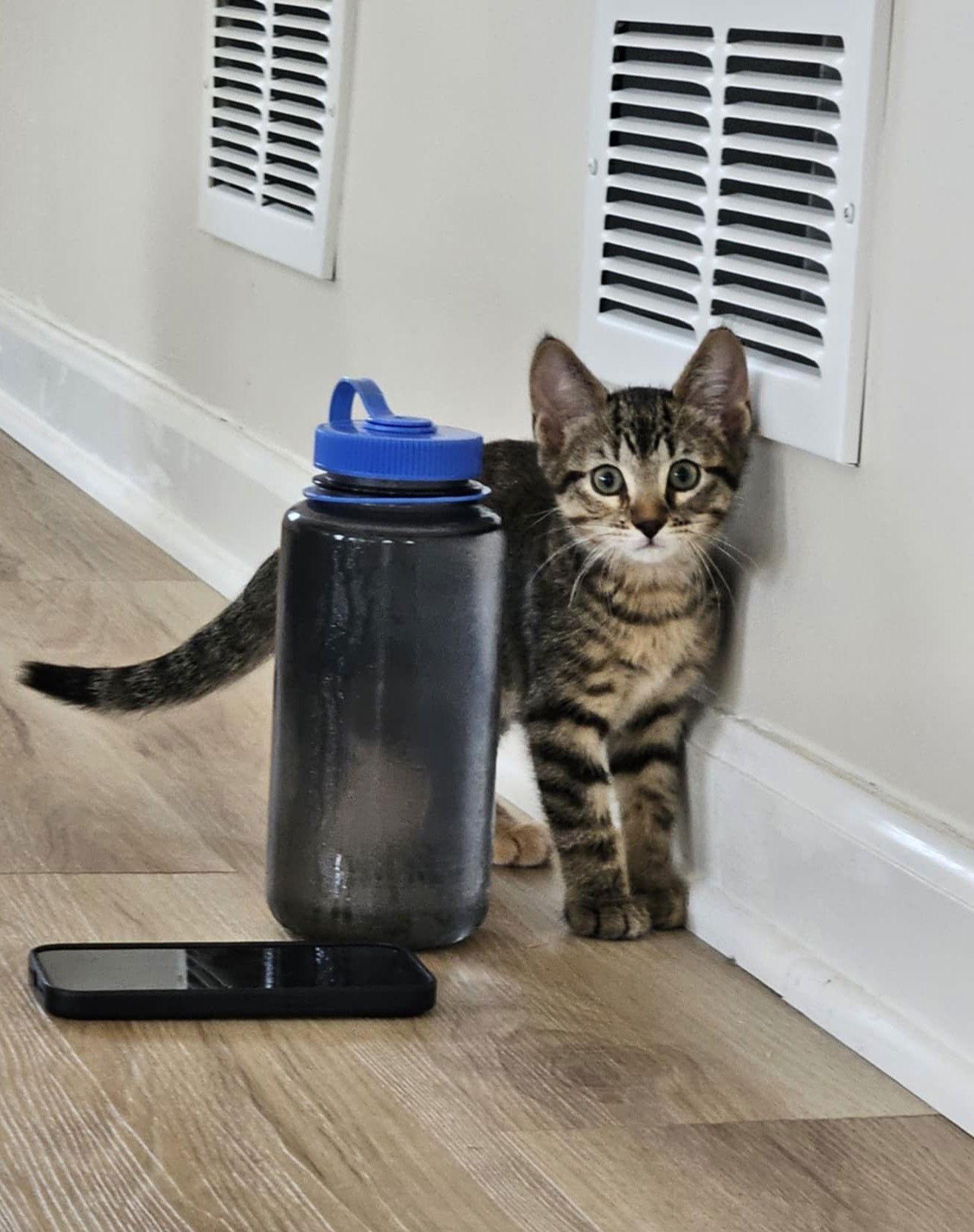 Dorothy, Adoptable, Kitten Female Domestic Short Hair.