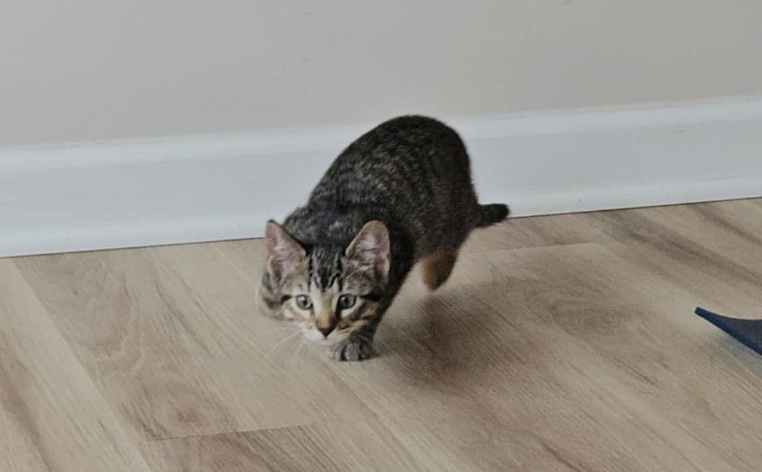 Dorothy, a Adoptable Domestic Short Hair in Crystal, MN image 2/3