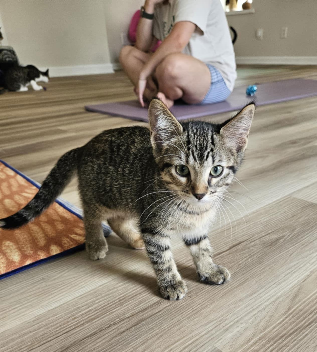 Dorothy, a Adoptable Domestic Short Hair in Crystal, MN image 3/3