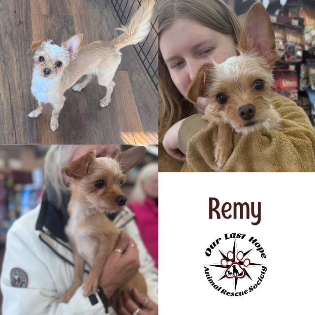 Remy, Adopted, Young Female Yorkshire Terrier & Chihuahua.