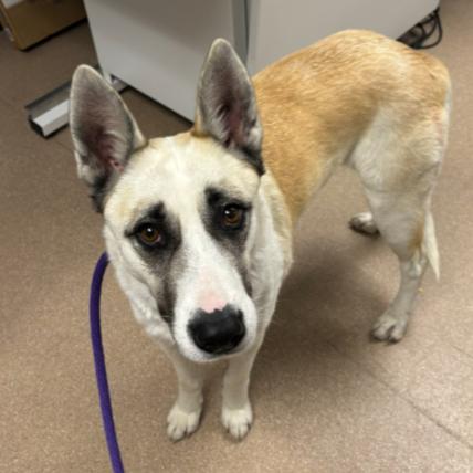 Enlarge Dolly A2246751, a Adoptable mixed breed in San Antonio, TX image 1/2