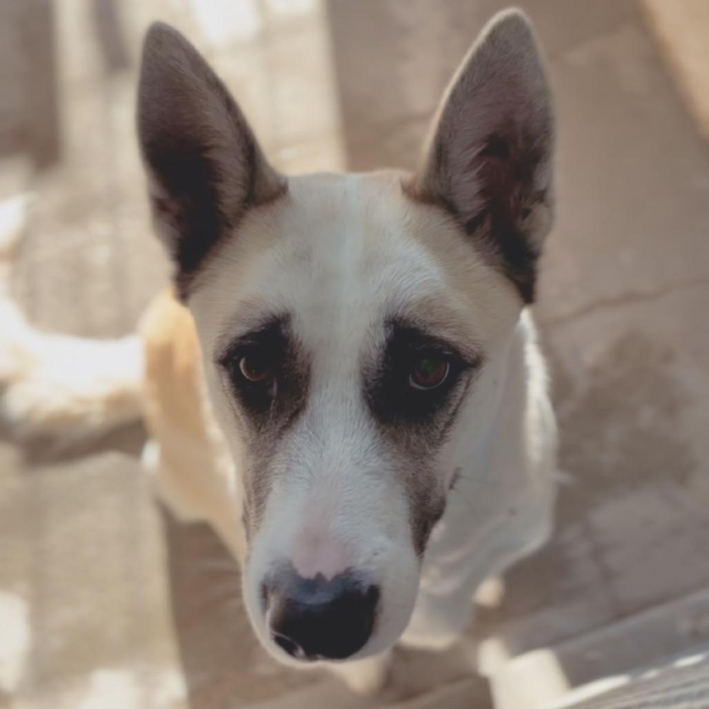 Enlarge Dolly A2246751, a Adoptable mixed breed in San Antonio, TX image 2/2