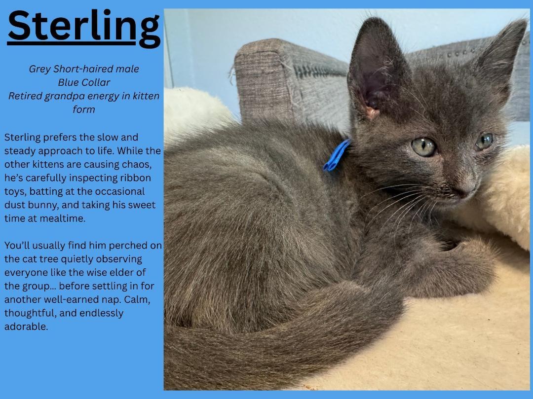 Sterling, ADOPTABLE, Kitten Male Domestic Short Hair.