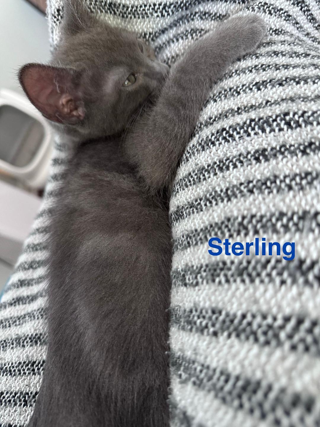 Enlarge Sterling, a ADOPTABLE Domestic Short Hair in Terrell, TX image 2/2