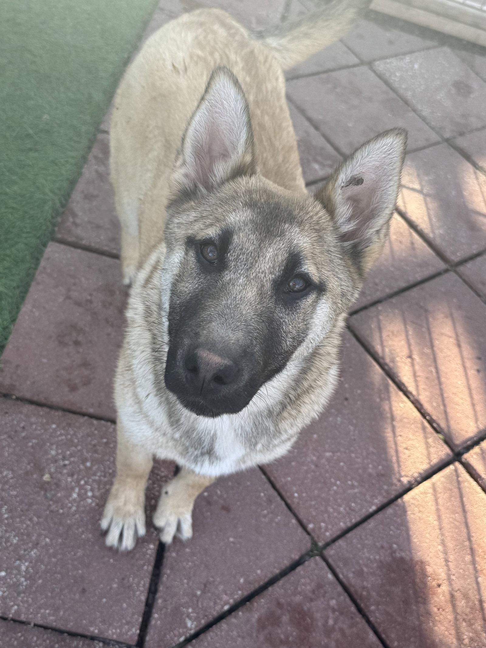 Enlarge Blondie, a Adoptable mixed breed in Leavenworth, KS image 1/1