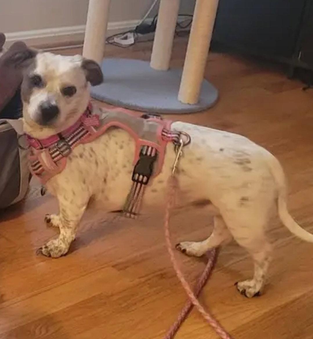 Enlarge Speckles, a Adopted mixed breed in Westminster, MD image 1/3