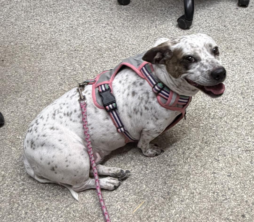 Enlarge Speckles, a Adopted mixed breed in Westminster, MD image 2/3