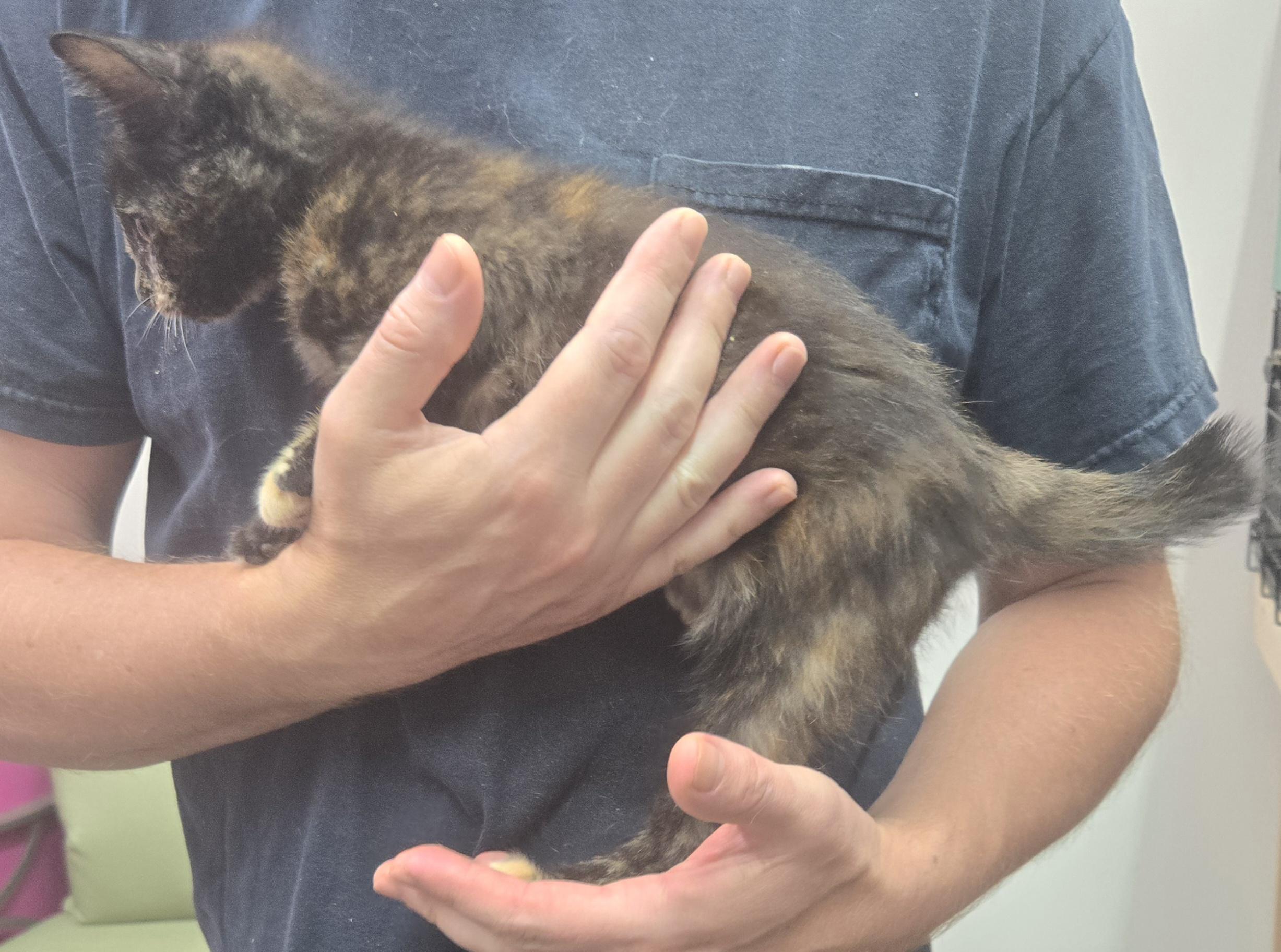 Enlarge Kelsey, an adopted Domestic Short Hair in Tyner, KY image 2/2
