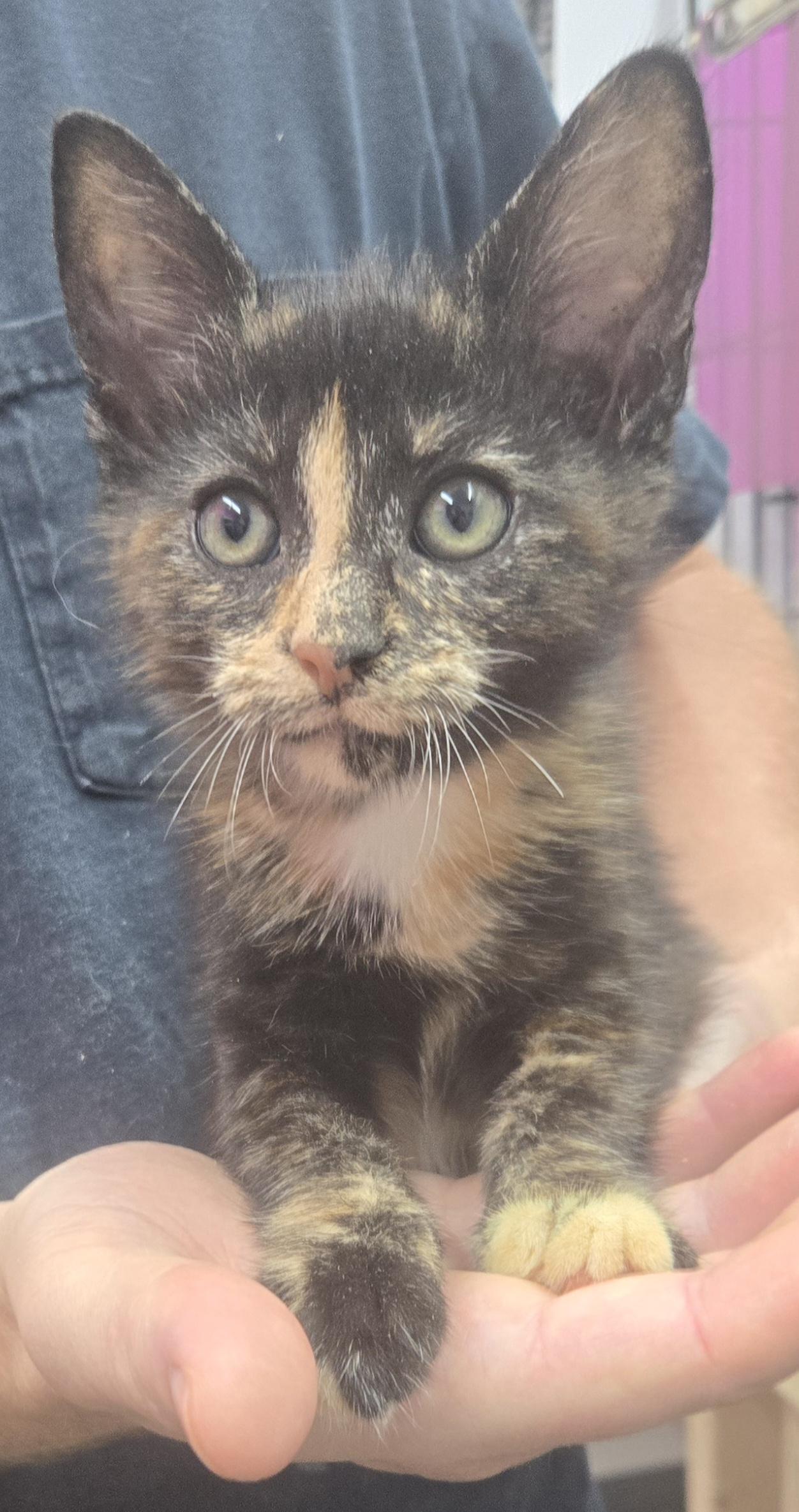 Kelsey, adopted, Young Female Domestic Short Hair.