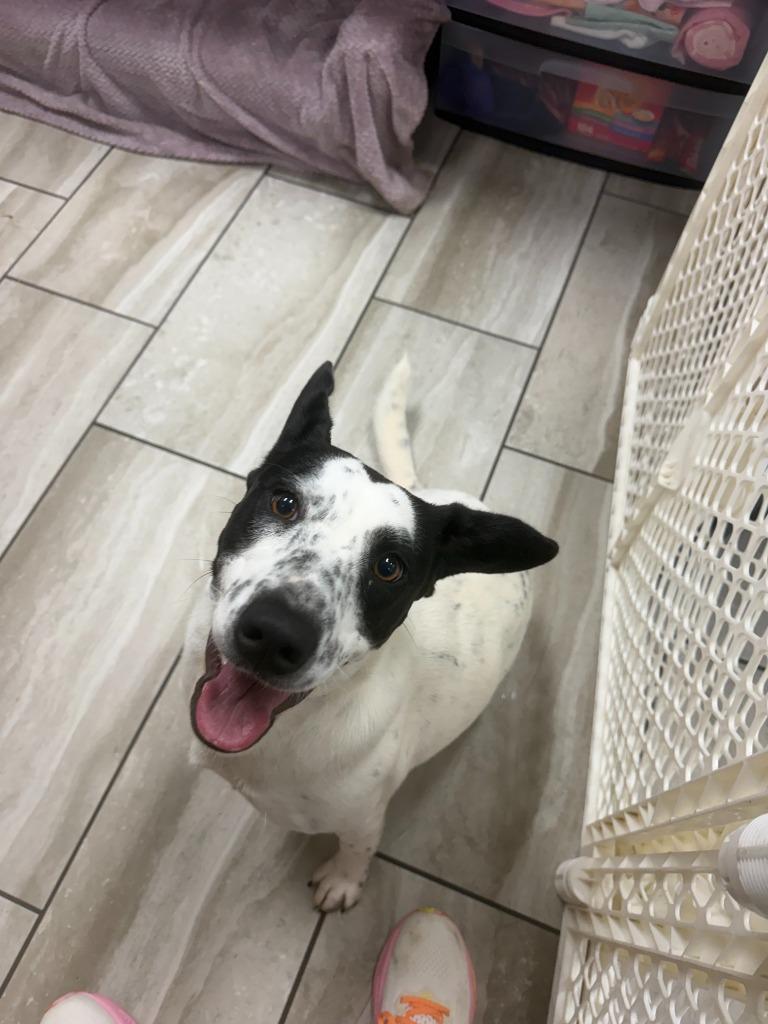 Frisby, Adoptable, Puppy Female Jack Russell Terrier.