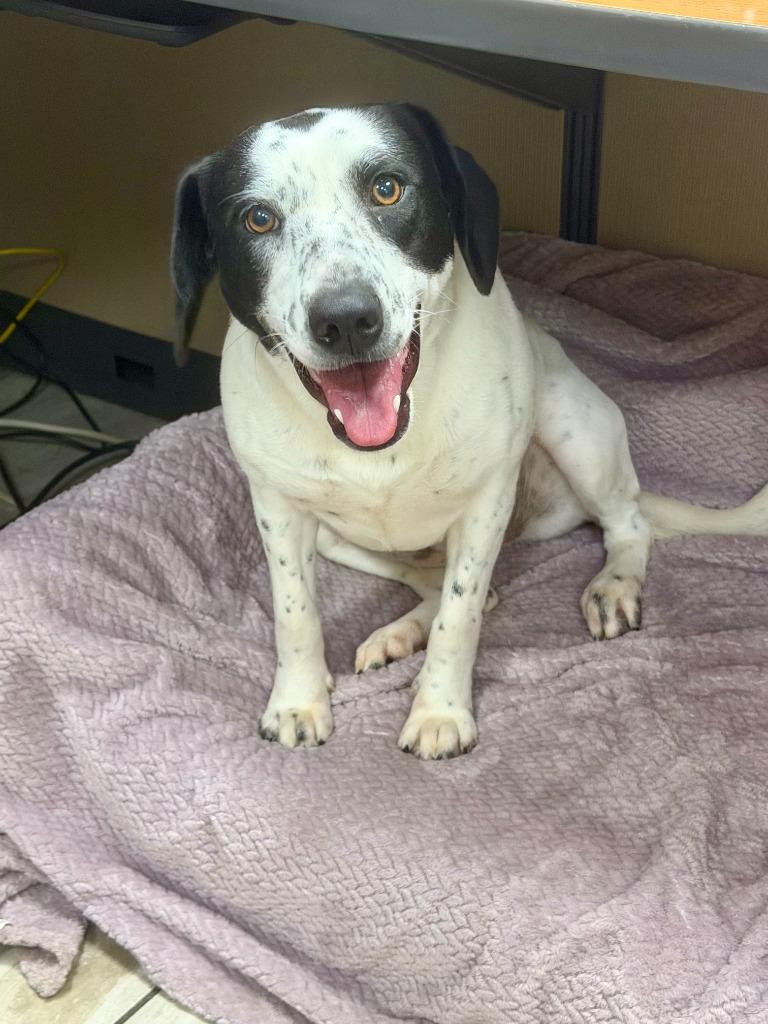 Enlarge Frisby, a Adoptable mixed breed in North Syracuse, NY image 2/5