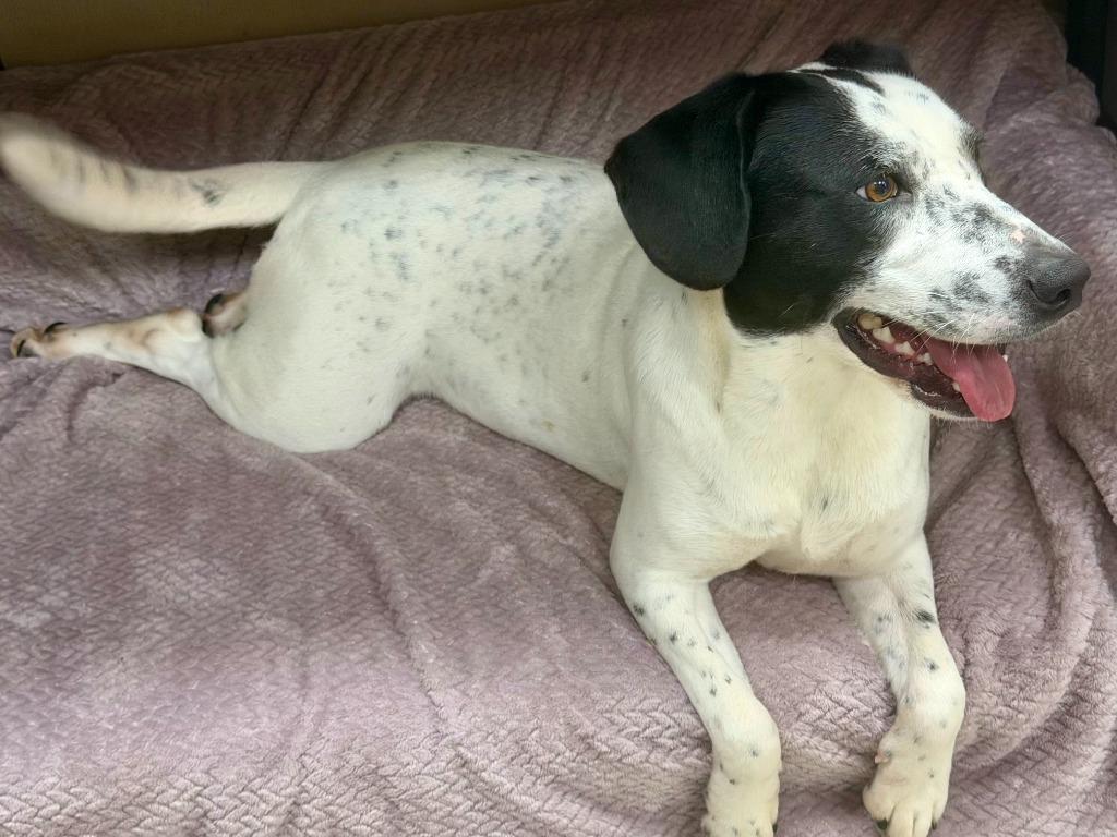 Enlarge Frisby, a Adoptable mixed breed in North Syracuse, NY image 3/5