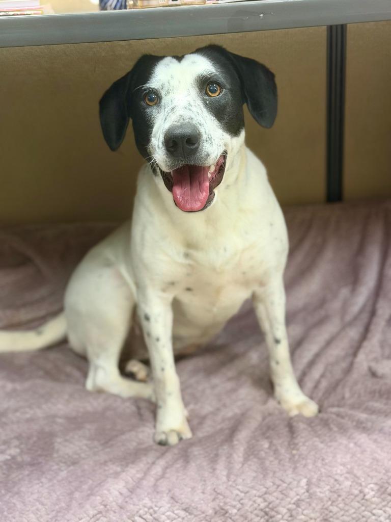 Enlarge Frisby, a Adoptable mixed breed in North Syracuse, NY image 4/5
