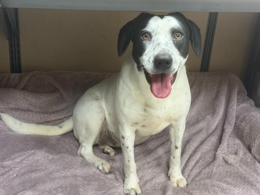 Enlarge Frisby, a Adoptable mixed breed in North Syracuse, NY image 5/5