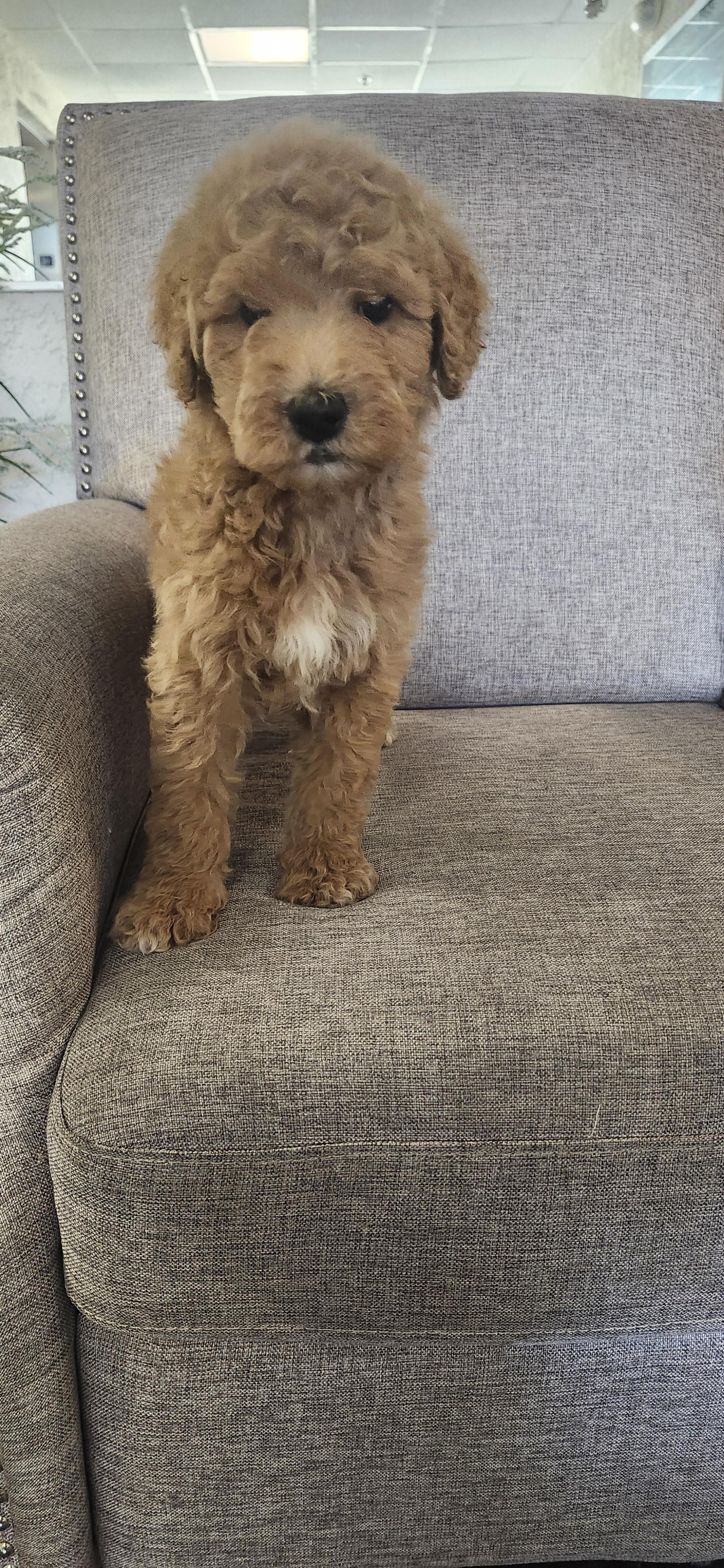 Enlarge Marco, a Adoptable Goldendoodle in Torrance, CA image 1/3