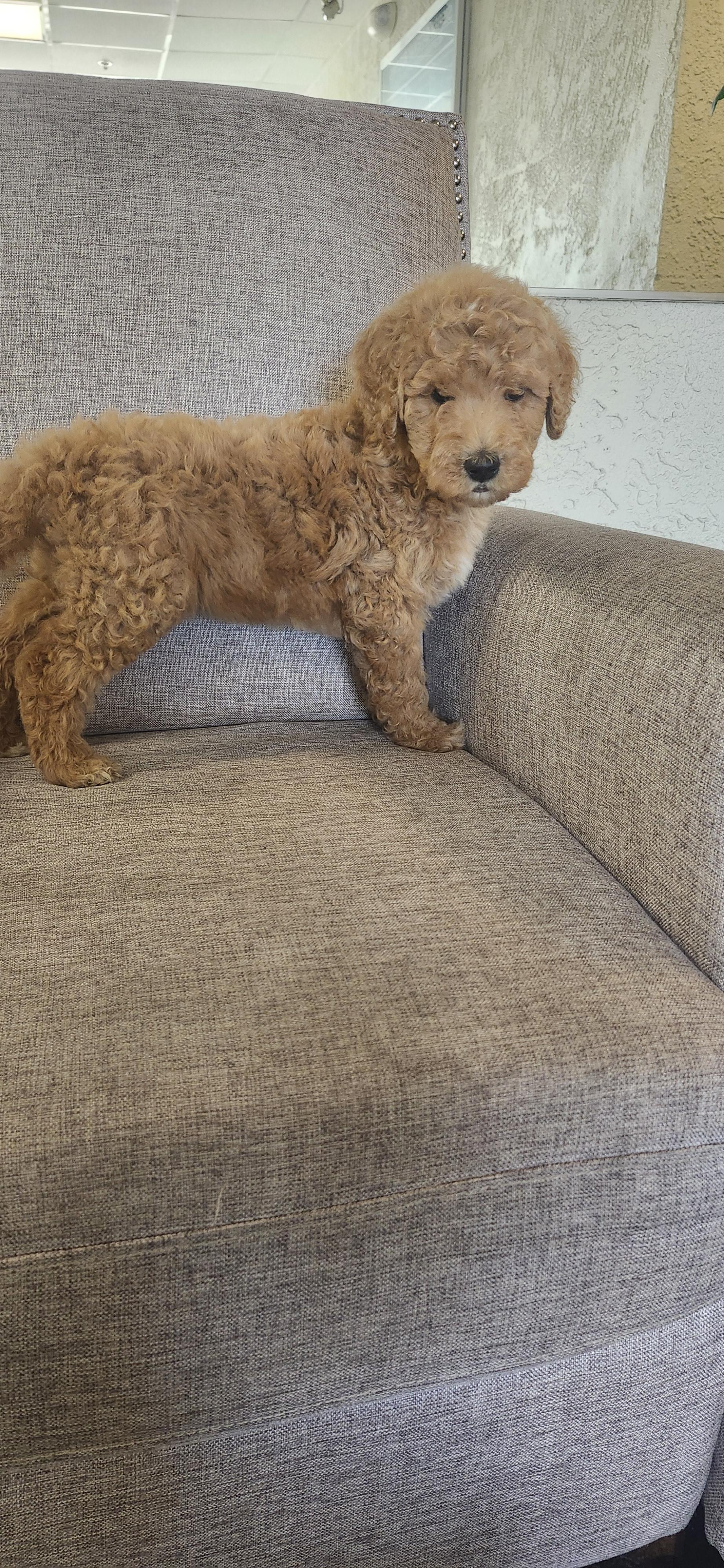 Enlarge Marco, a Adoptable Goldendoodle in Torrance, CA image 2/3