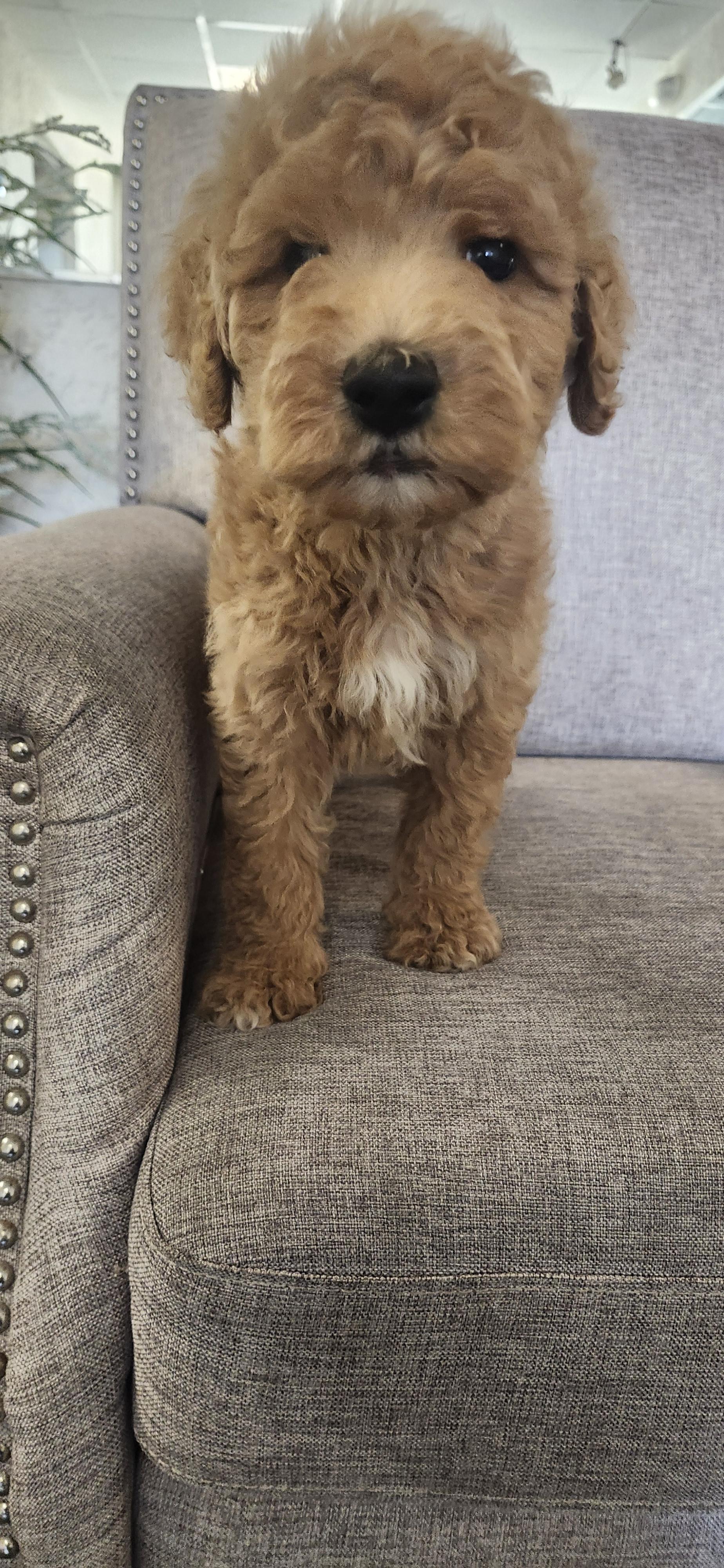 Enlarge Marco, a Adoptable Goldendoodle in Torrance, CA image 3/3