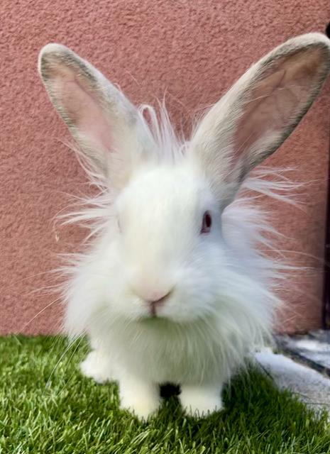 Enlarge DARWIN, a Adoptable Bunny Rabbit in San Francisco, CA image 1/1