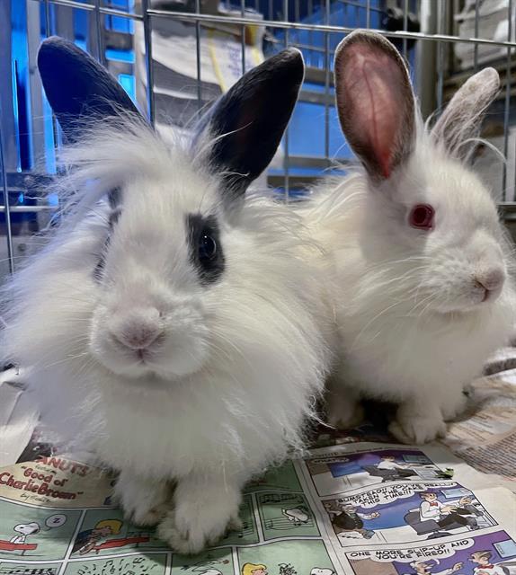 DARWIN, Adoptable, Baby Female Bunny Rabbit.