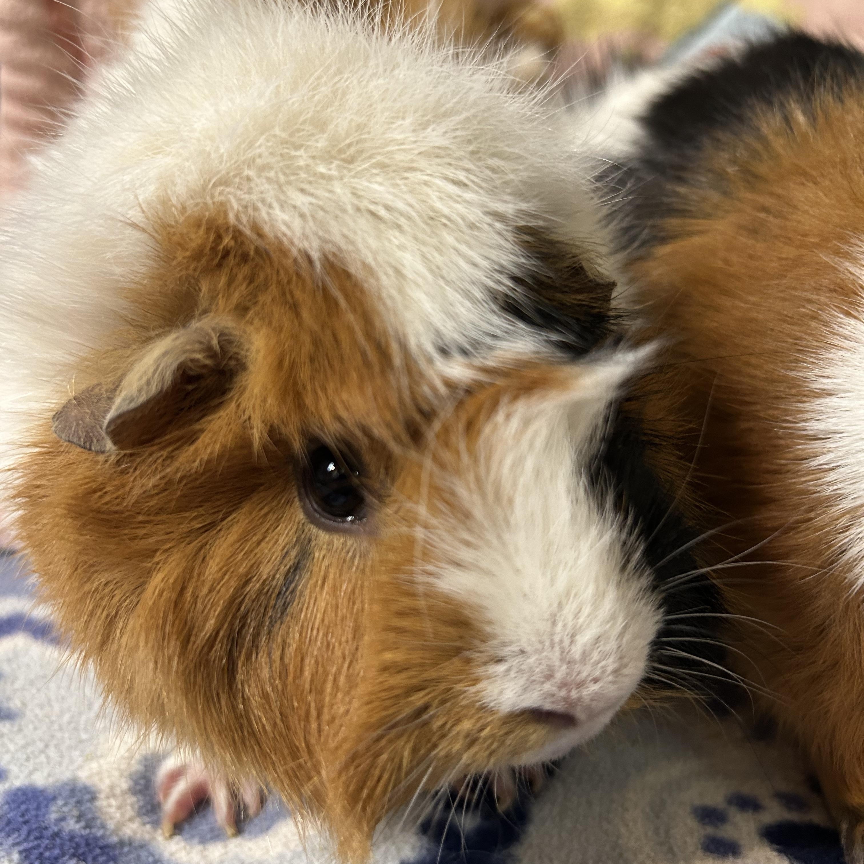 Georgia, Adoptable, Adult Female Abyssinian.