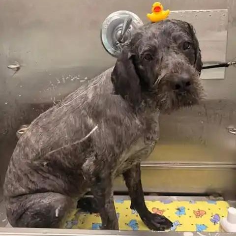 Enlarge Ruby, a ADOPTABLE mixed breed in Mesa, AZ image 2/2