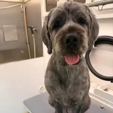 Ruby, ADOPTABLE, Adult Female Mastiff & Poodle.