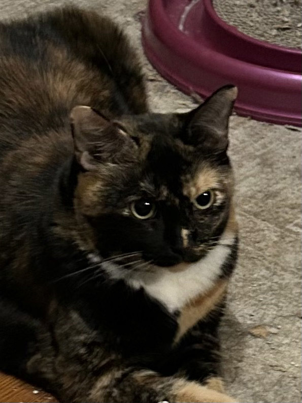 Pica, a Adoptable Calico in Columbia, SC image 2/3