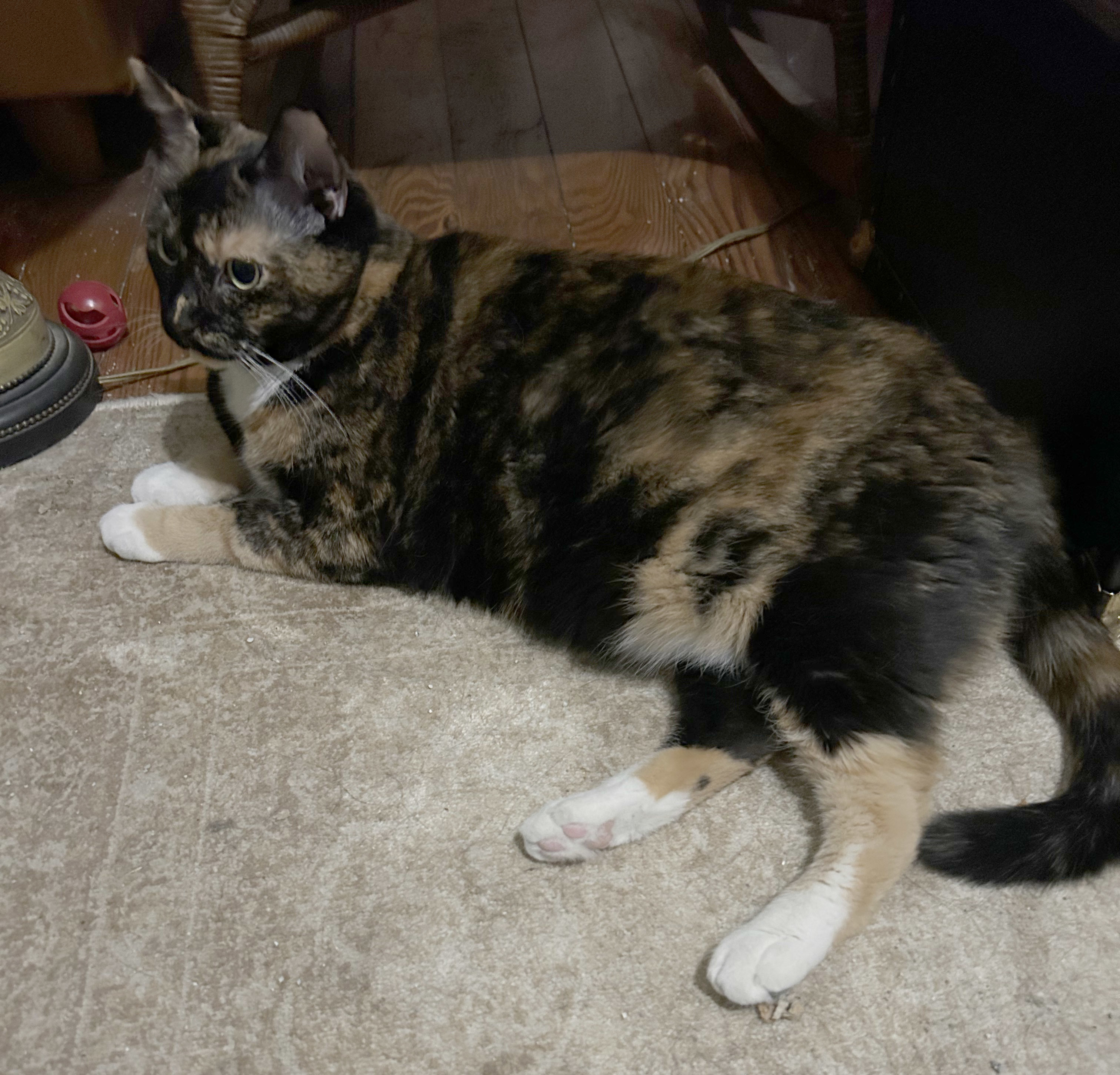 Pica, a Adoptable Calico in Columbia, SC image 3/3