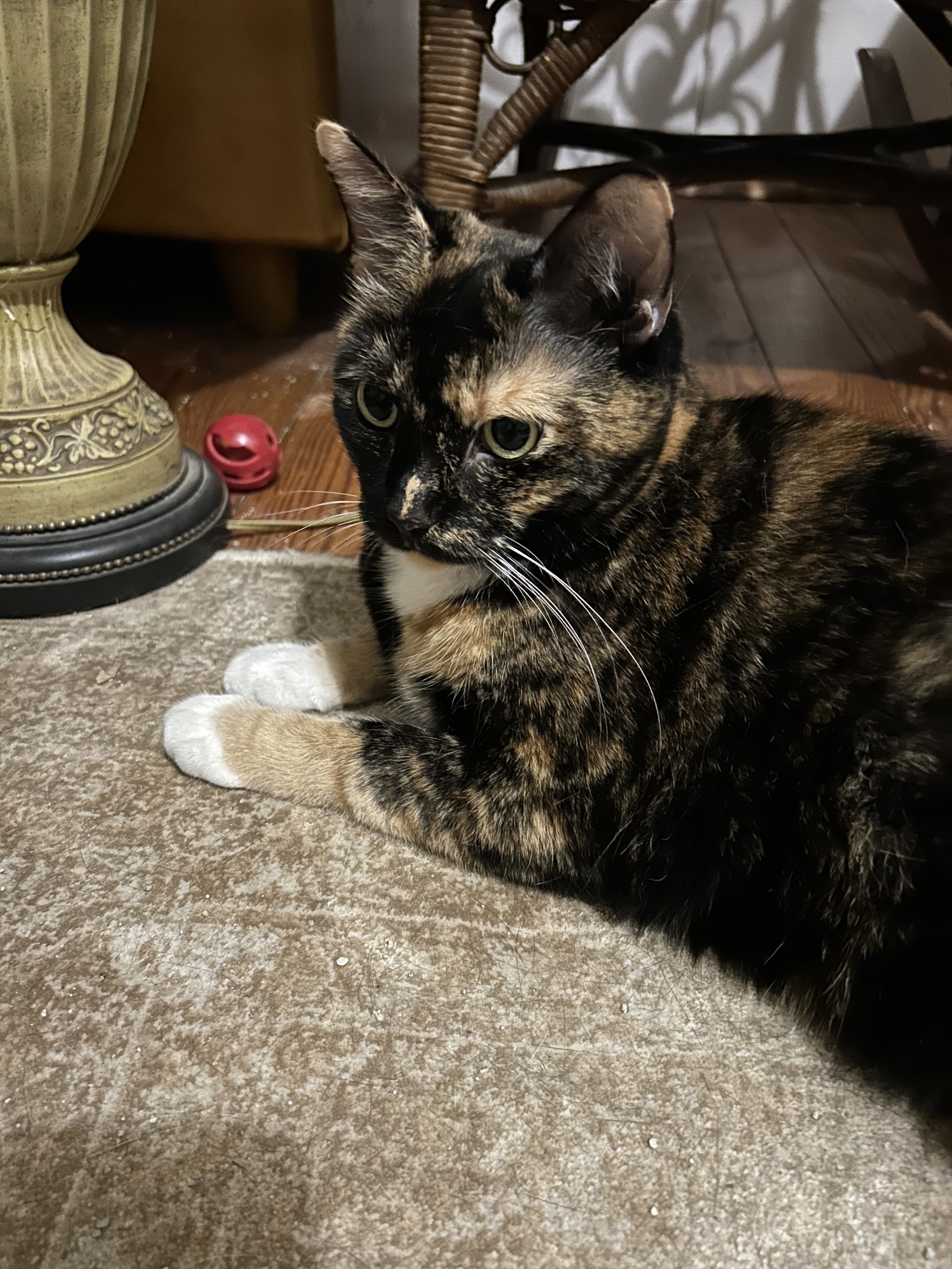Pica, a Adoptable Calico in Columbia, SC image 1/3