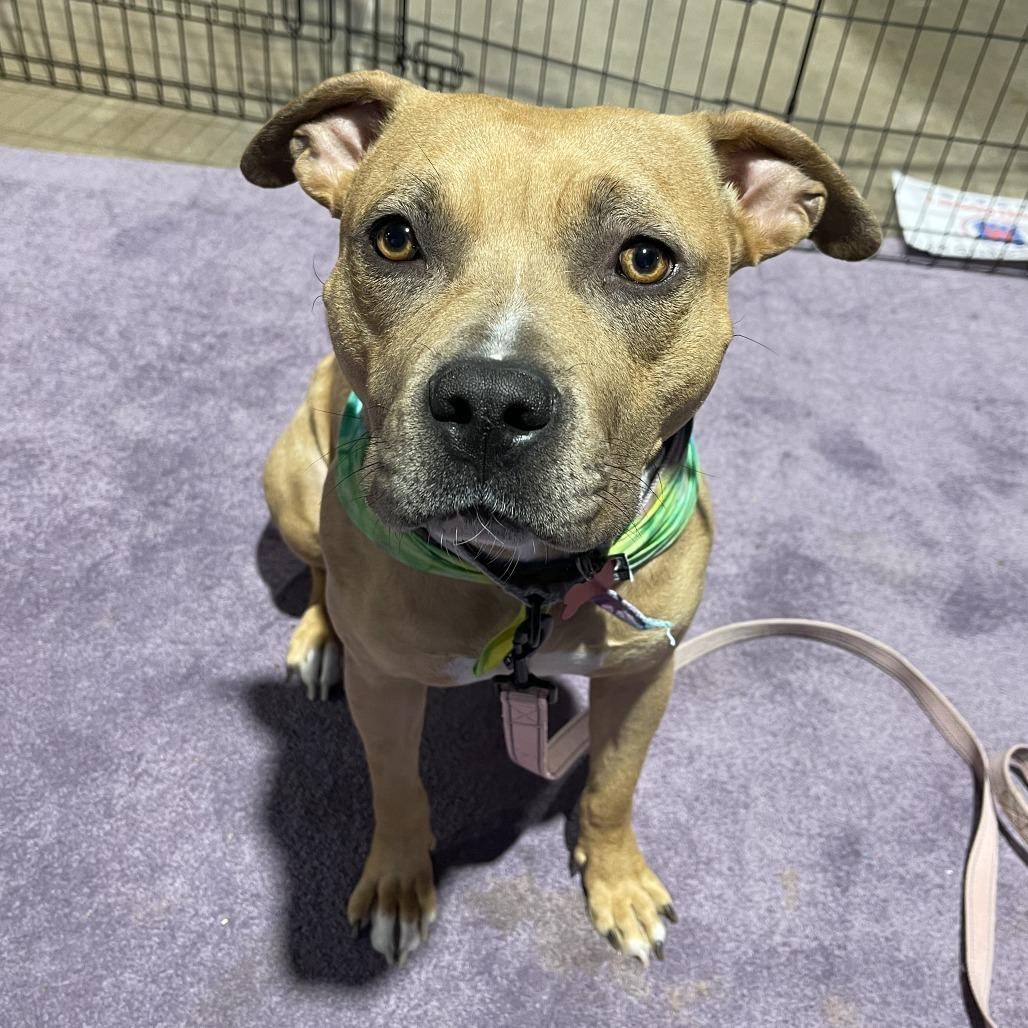 Tawny, Adoptable, Adult Female Pit Bull Terrier & American Staffordshire Terrier.