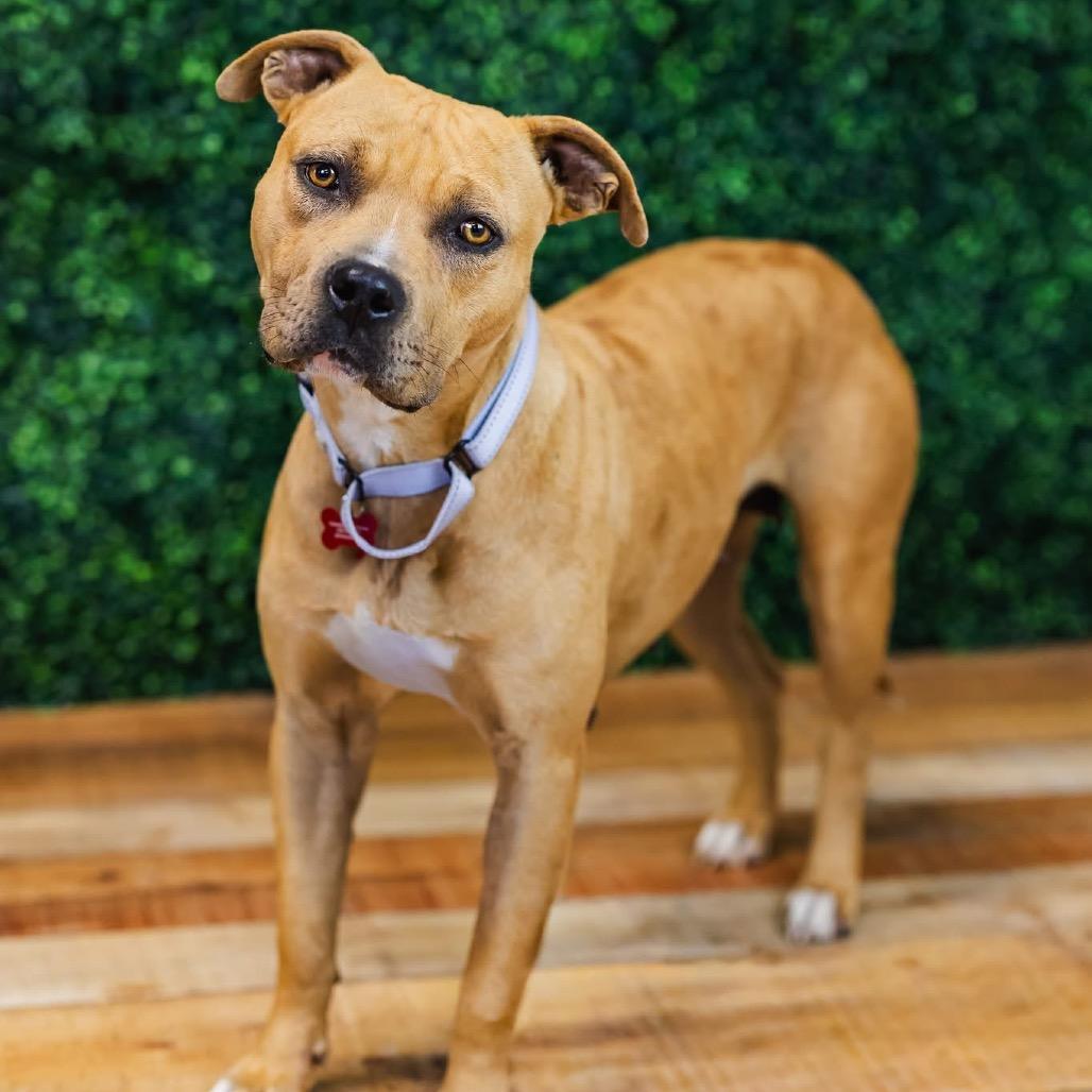 Tawny, Adoptable, Adult Female Pit Bull Terrier & American Staffordshire Terrier.