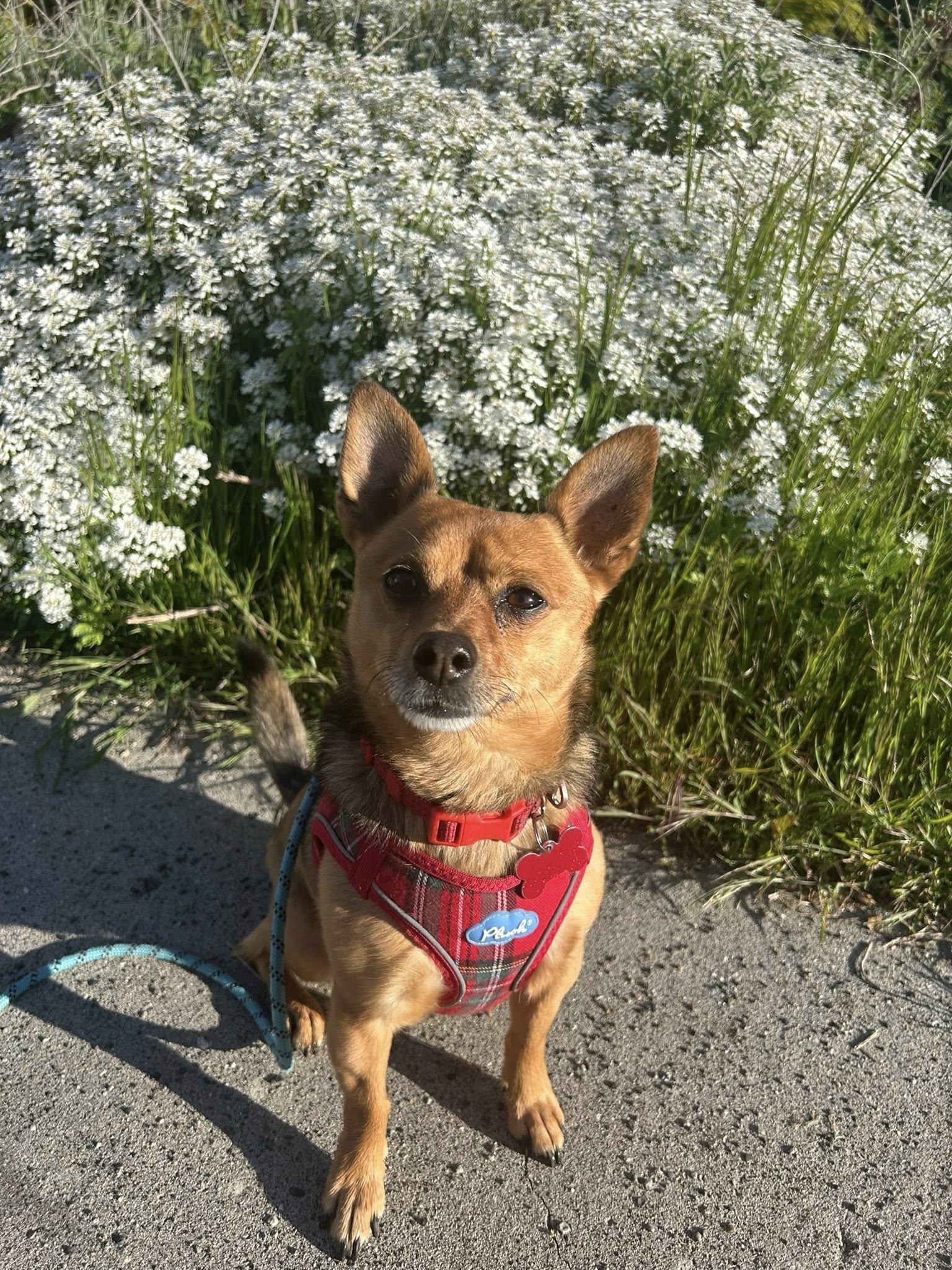 Enlarge Lulo, a Adoptable mixed breed in Covington, WA image 2/6