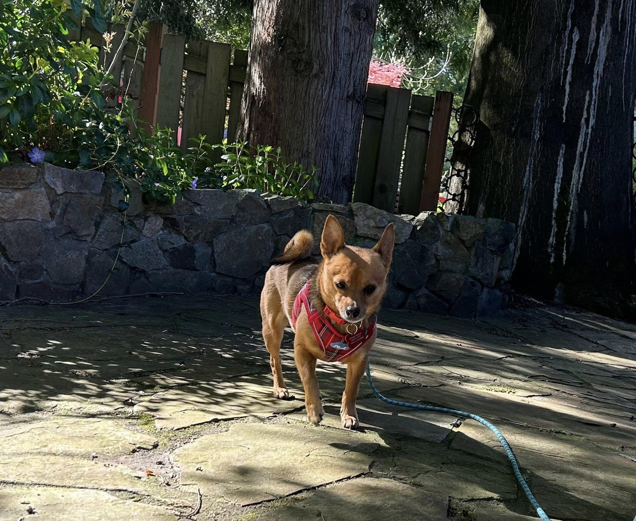 Enlarge Lulo, a Adoptable mixed breed in Covington, WA image 5/6