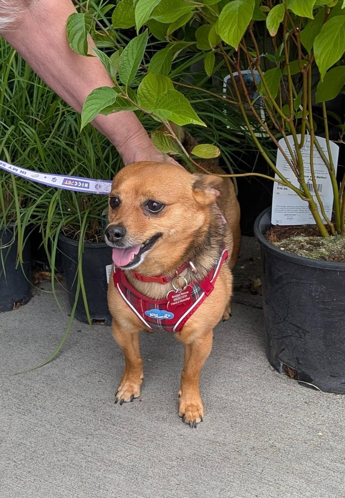 Enlarge Lulo, a Adoptable mixed breed in Covington, WA image 3/6