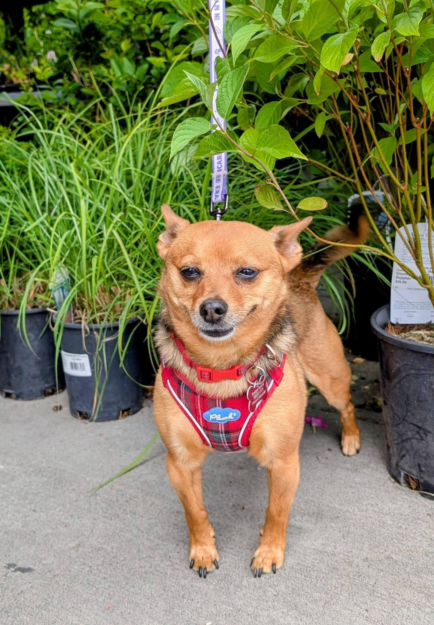 Enlarge Lulo, a Adoptable mixed breed in Covington, WA image 6/6