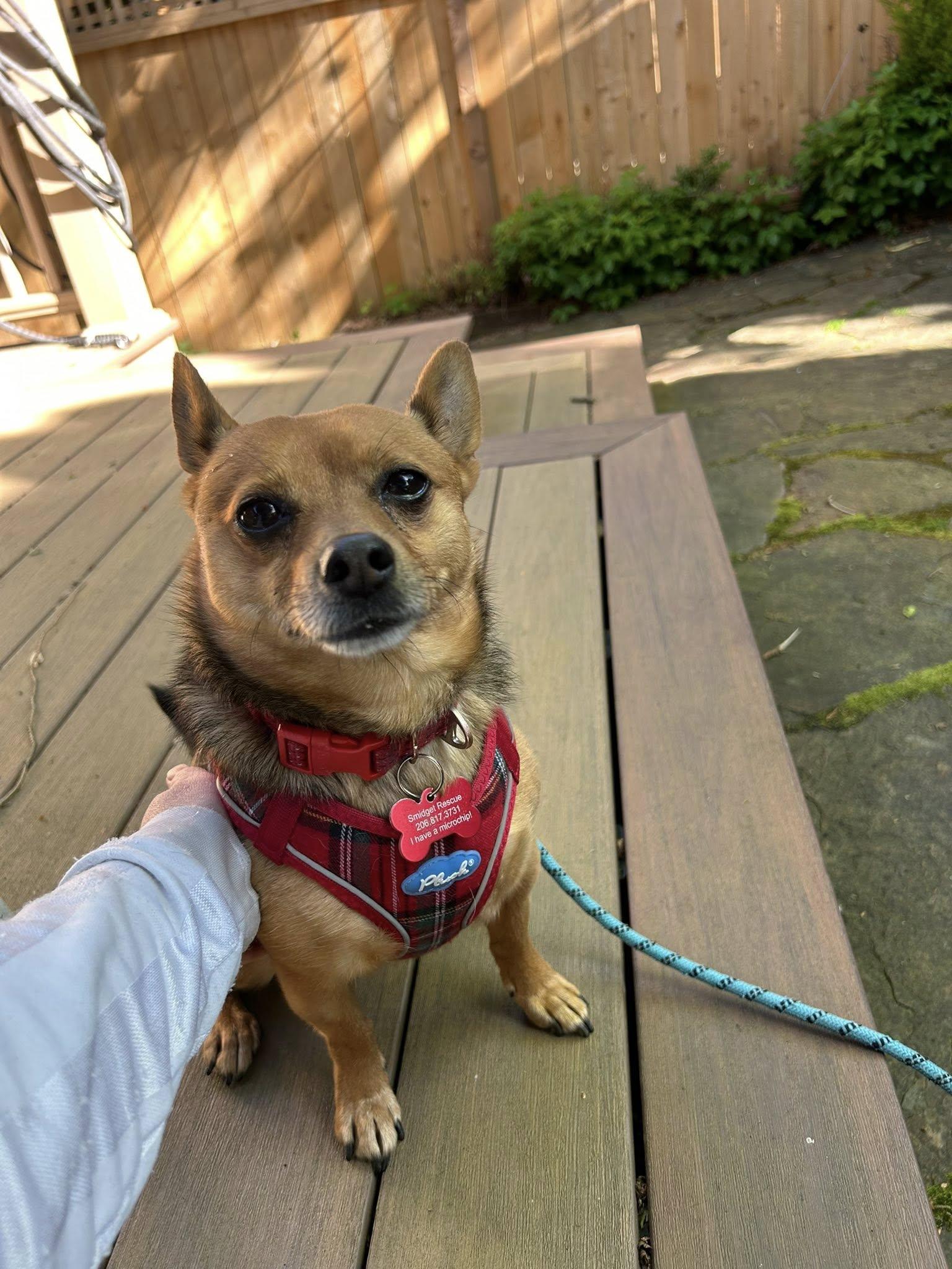 Enlarge Lulo, a Adoptable mixed breed in Covington, WA image 4/6