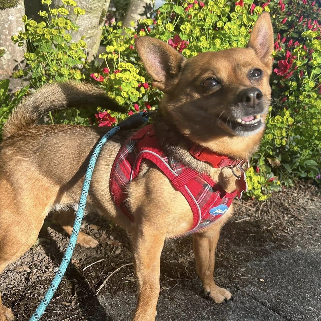Lulo, Adoptable, Adult Male Chihuahua & Dachshund.