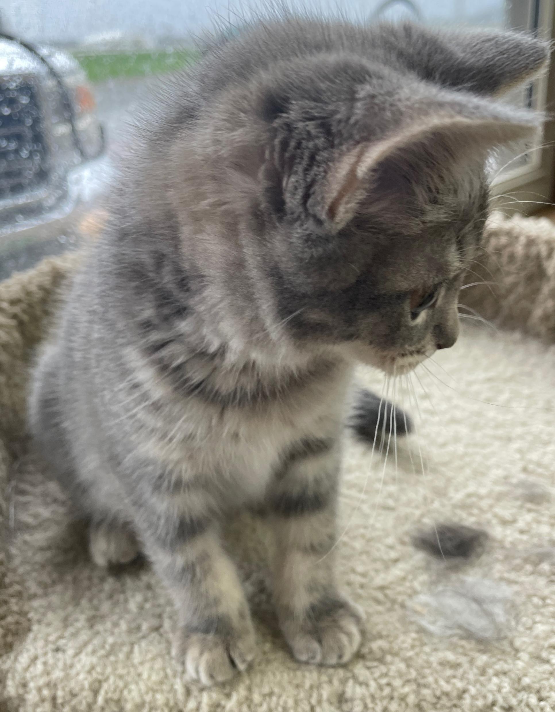 Enlarge Diedre (Needs to be Adopted w/Littermate), a Adoptable Domestic Short Hair in Neillsville, WI image 6/6